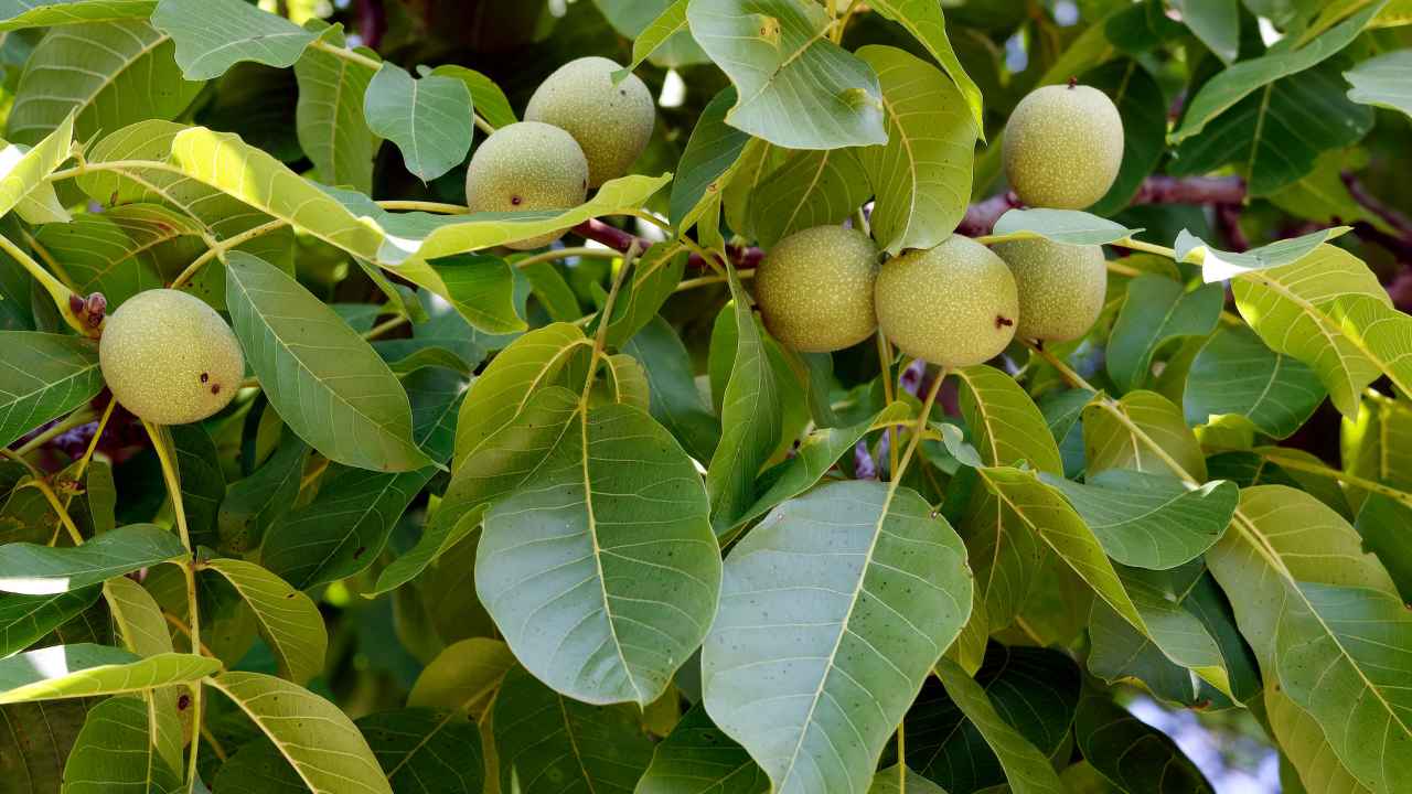 Kotiba va uning eri jinsiy aloqa video