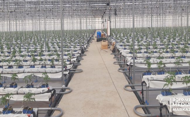 issiqxonatav issiqxonatav