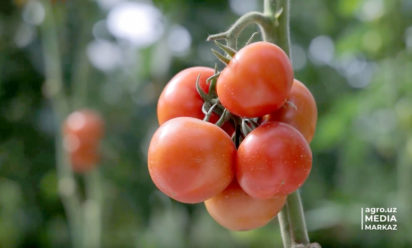 pomidor-1