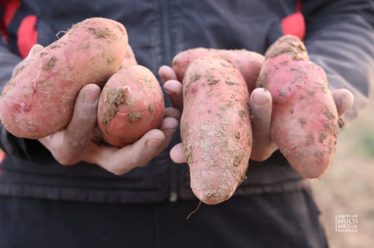 0E1A4181 картошка-2