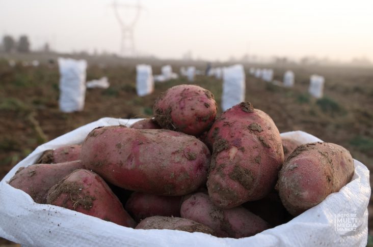 0E1A4188 картошка-2