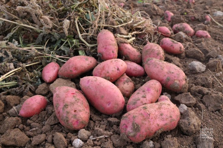 0E1A4202 картошка-2