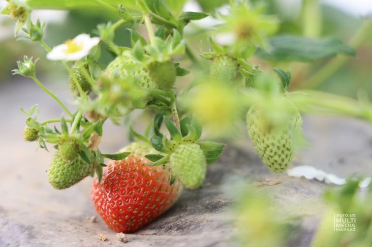 0E1A7019 клубника