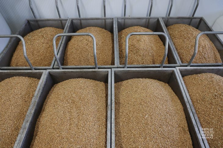 0E1A9809 пшеница