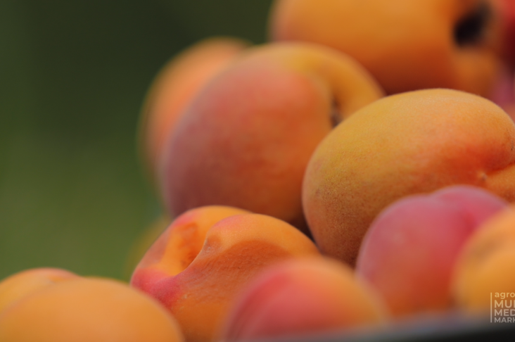 АБРИКОСЫ.00_03_12_32.Still010