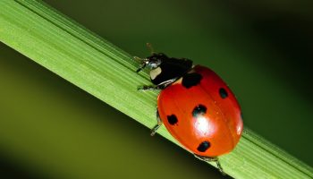 ladybug-leaf-grass-stains-insect-1075808
