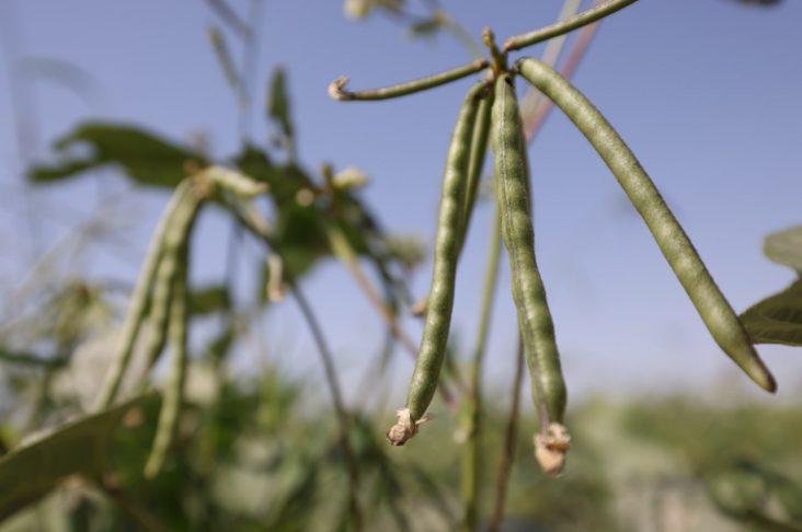 First commercial mung bean harvest for Ord in decades, with farmers already plan