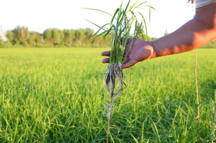 0N7A0303 рис корни