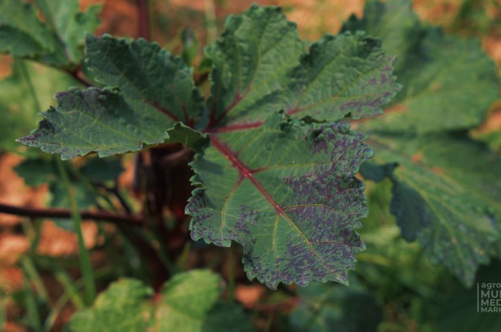 1.00_00_25_47.Still006