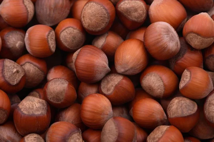 80439593_w640_h640_funduk-ne-ochischennyj