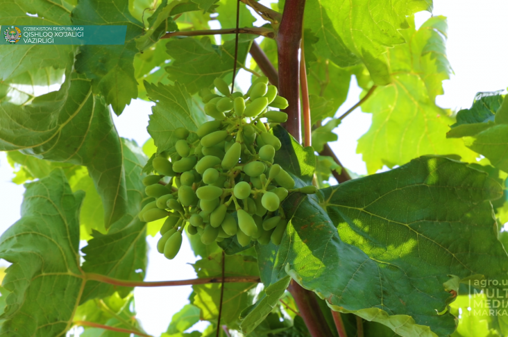 uzum.00_00_41_11.Still006