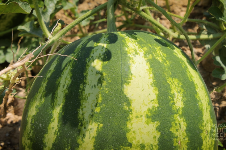 dini i arbuz.00_00_35_37.Still008