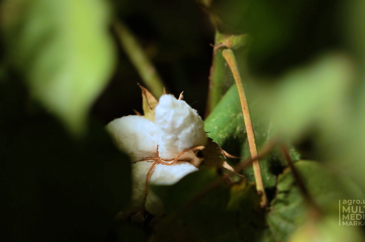 PAXTA SUGORISH.00_02_35_09.Still018