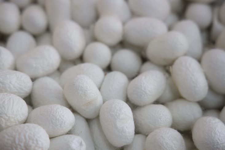 шелководство