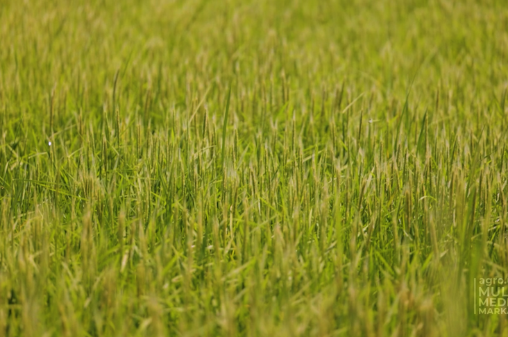 Sholi.00_00_51_23.Still007