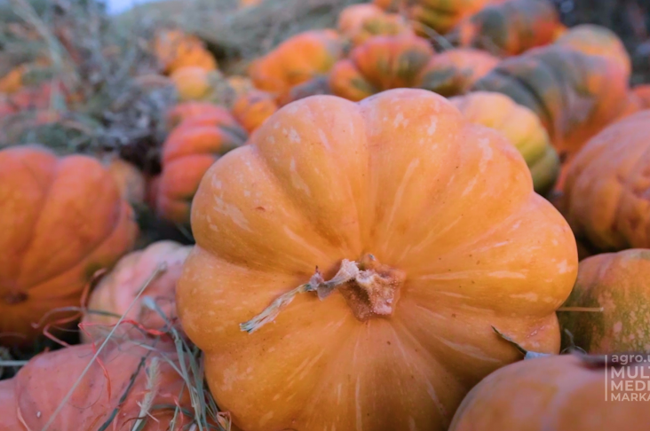 TIKVA.00_00_16_35.Still002