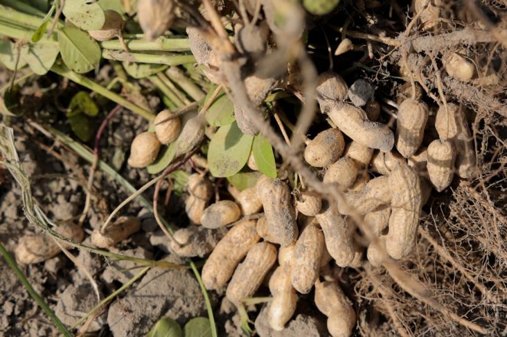 арахис обложка