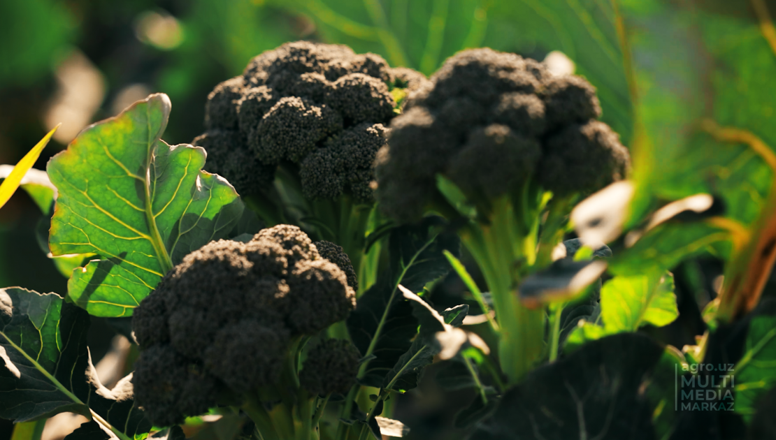 БРОККОЛИ: РЕДКАЯ КУЛЬТУРА, ПОЛЕЗНЫЙ ПРОДУКТ И ЭЛИКСИР МОЛОДОСТИ - AGRO.UZ
