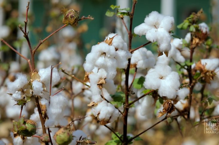 Обложка пахта