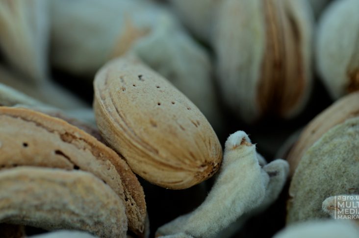 BODOM_MONTAJ.00_01_43_41.Still005