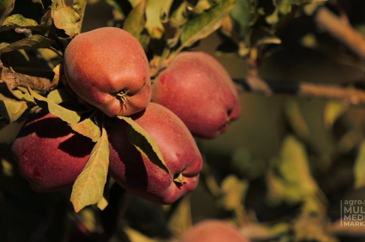 Olma.00_00_12_06.Still004