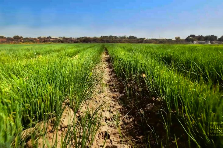 PIYOD_CHESNOK_HD.00_01_41_40.Still010