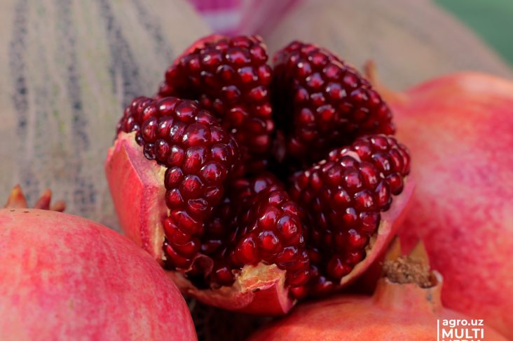 Watermark new.00_00_00_00.Still001