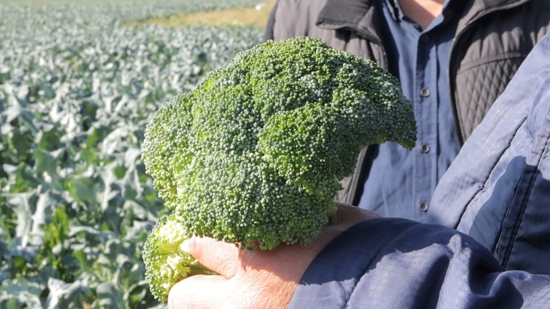 BROKKOLI KARAMINI YETISHTIRISHDA KLASTER BILAN HAMKORLIK - AGRO.UZ