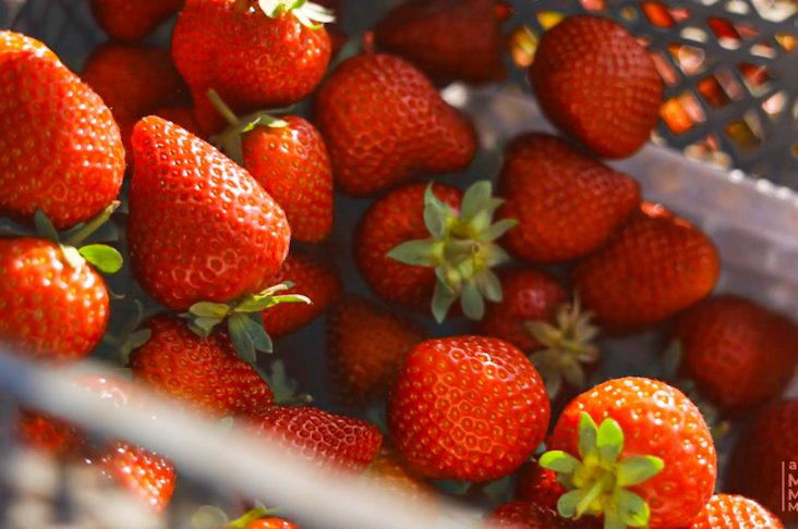 Issiqxona xo’jaliklari nega qarzdor bo’lib chiqdi_ _ @Xalqaro press klub.1618_00.Still024