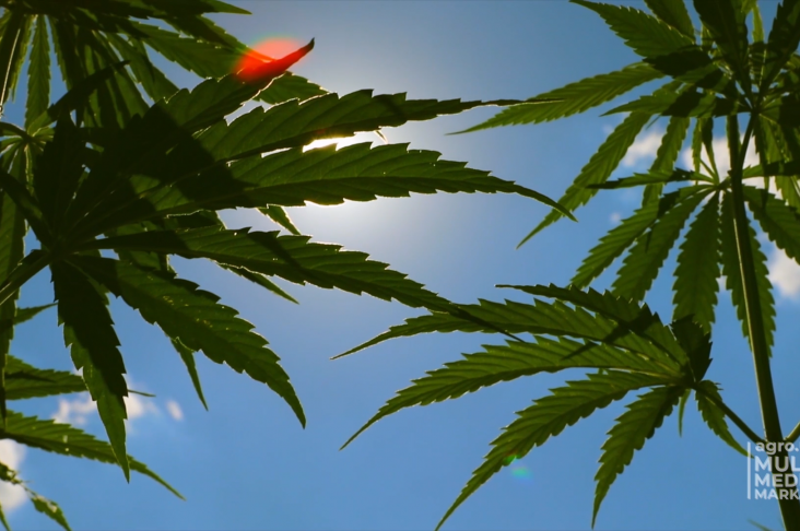 1920x1080.00_03_18_28.Still004