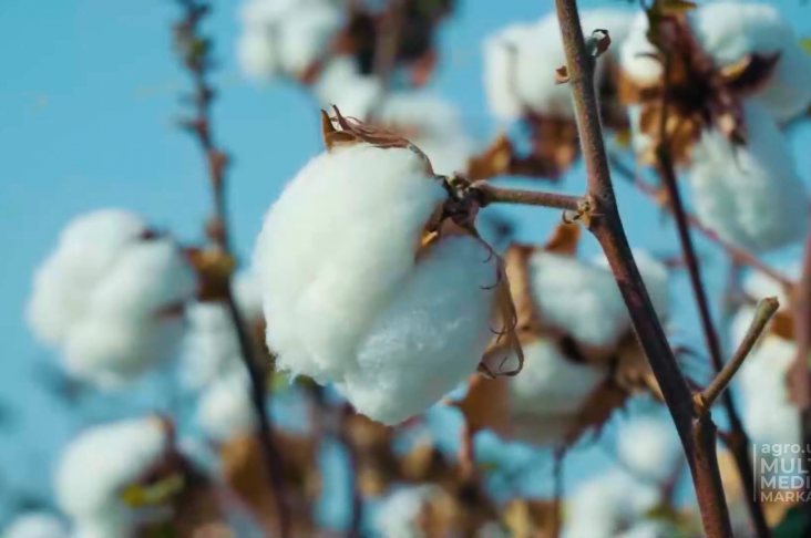 PAXTA.24_07.Still001