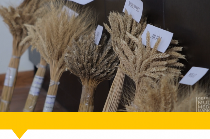 1920x1080.00_00_00_43.Still074