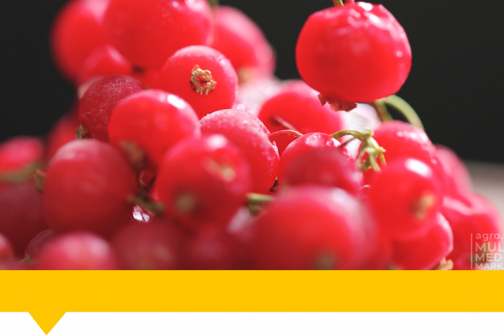 1920x1080.00_01_30_24.Still093