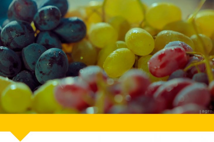 1920x1080.00_05_19_47.Still155