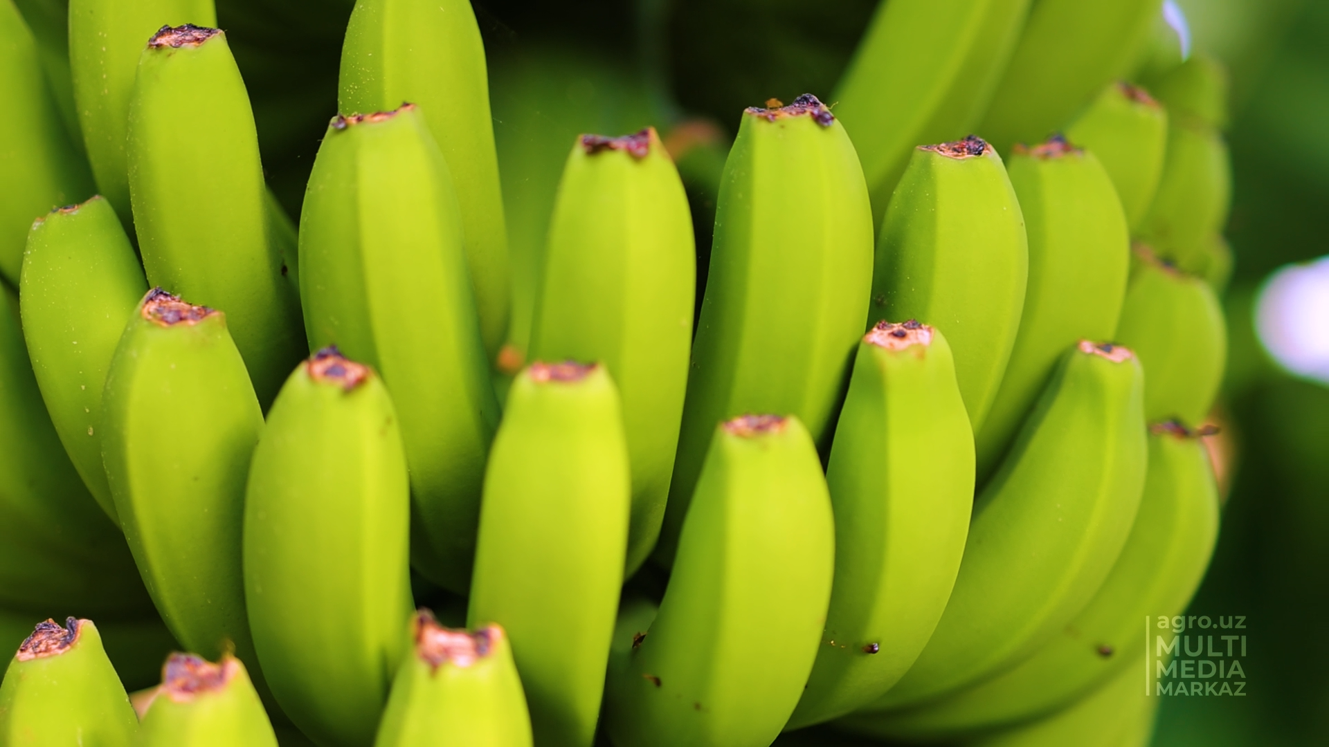 Какие бананы полезнее зеленые или. Полезные свойства банана. Какие бананы полезнее зеленые или желтые.