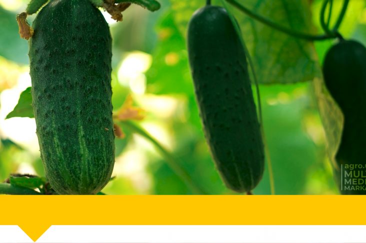 6-восстановлено