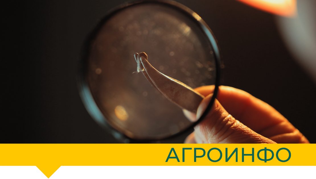 КАК ГОТОВЯТ СЕМЕНА ХЛОПЧАТНИКА ДЛЯ ПОСЕВА? - AGRO.UZ