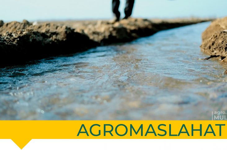 агромаслахат