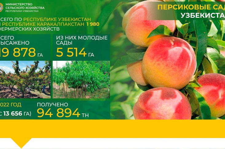 персик рус сайт