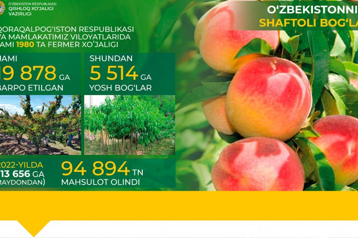 персик уз сайт