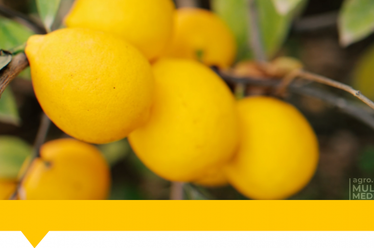 1920x1080.00_00_00_35.Still076