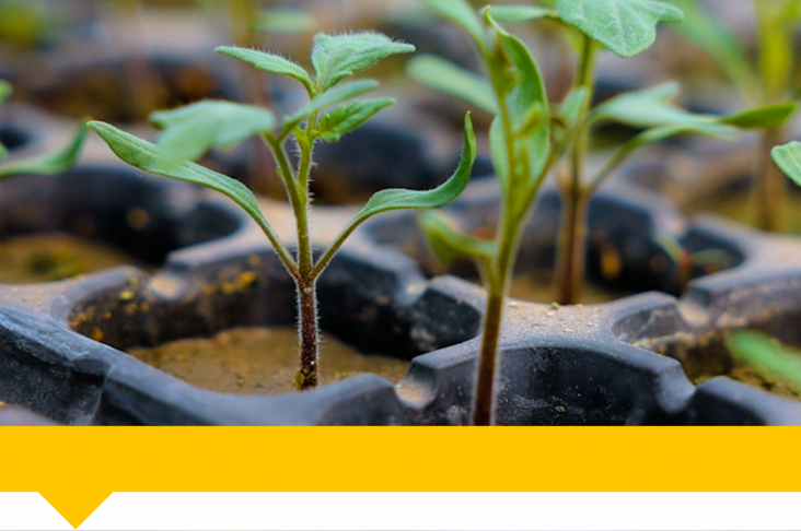 Шаблон Wathermark