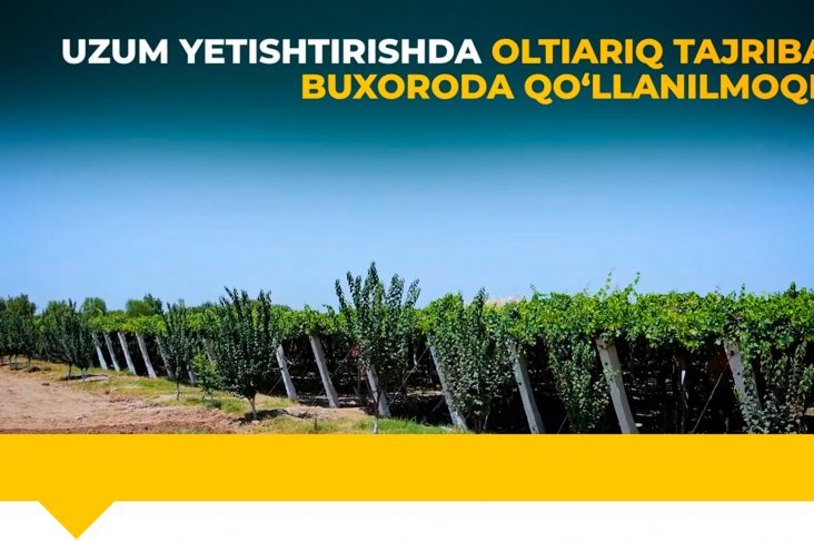 Oltiari-tajribasi-min