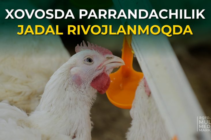 SIRDARYO CHORVA.00_14_38_29.Still003