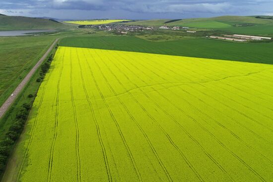 Ðàïñîâîå ïîëå â ïåðèîä öâåòåíèÿ âîçëå äåðåâíè Òîëñòûé ìûñ â Íîâîñ¸ëîâñêîì ðàéîíå Êðàñíîÿðñêîãî êðàÿ. Ìåñòî: Ðîññèÿ, Êðàñíîÿðñêèé êðàé. Àâòîð: Èëüÿ Íàéìóøèí/ÐÈÀ Íîâîñòè.