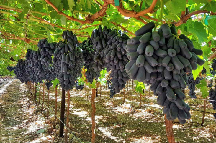 3a05a3bca75aa4c24b013