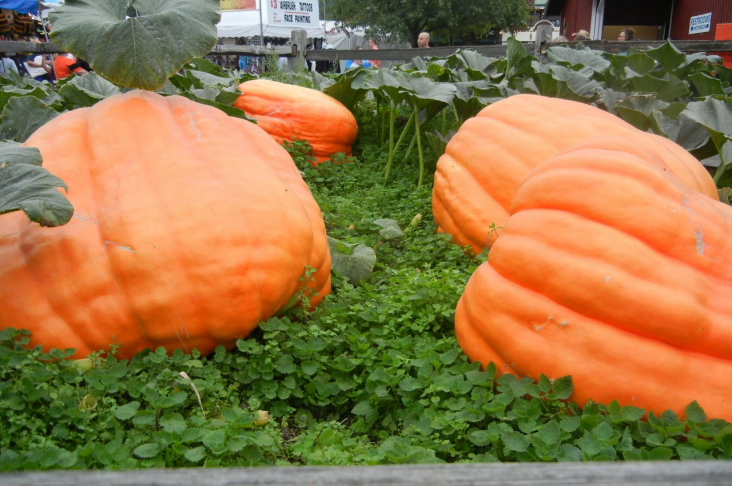 652c21eca27b60bbf2dd1